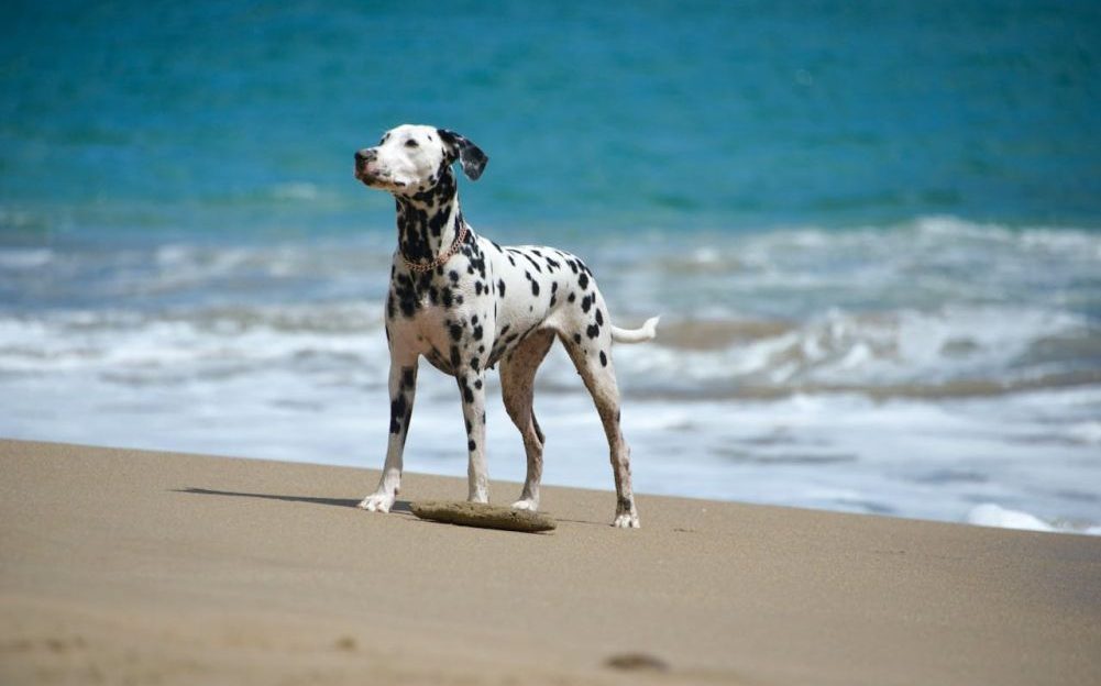 protectores solares para mascotas