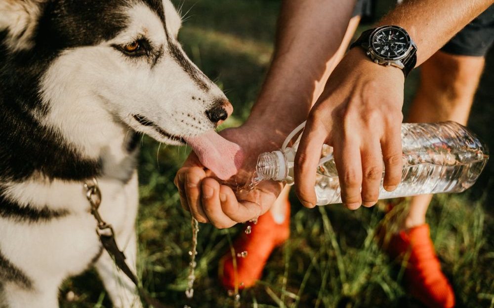 proteger a tu perro del calor