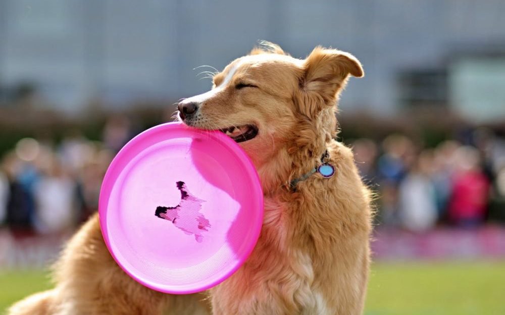 Urgencias veterinarias de verano