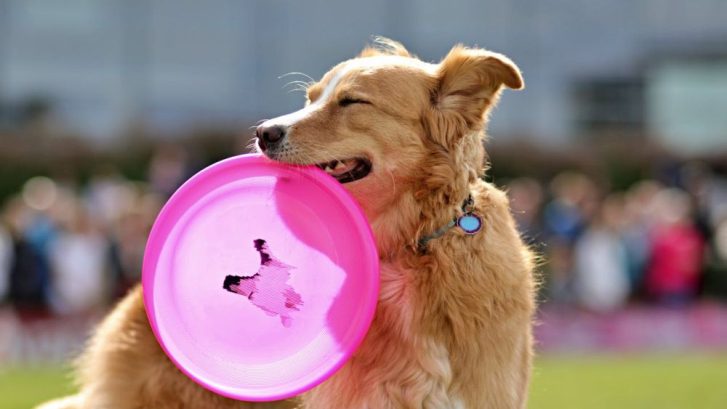 Urgencias veterinarias de verano