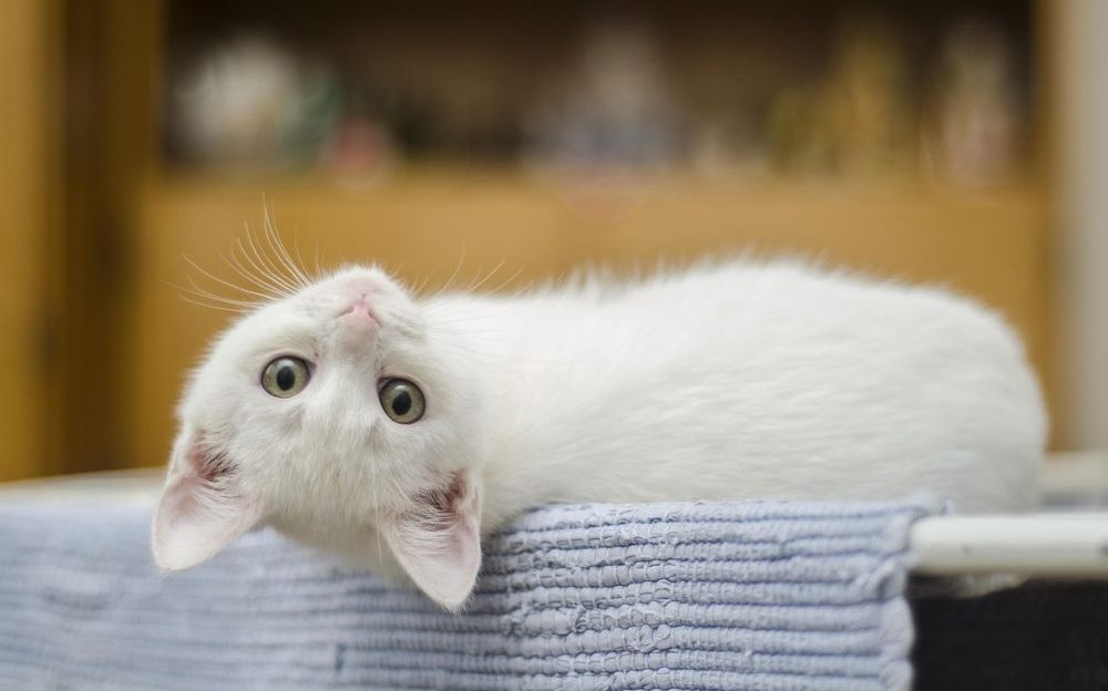 proteger del calor a los gatos