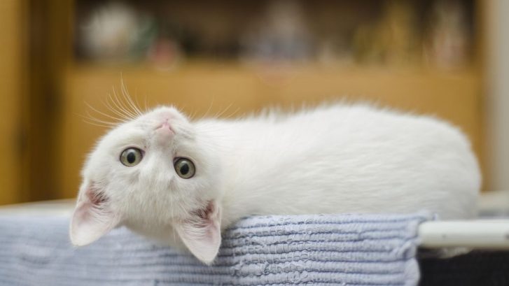 proteger del calor a los gatos
