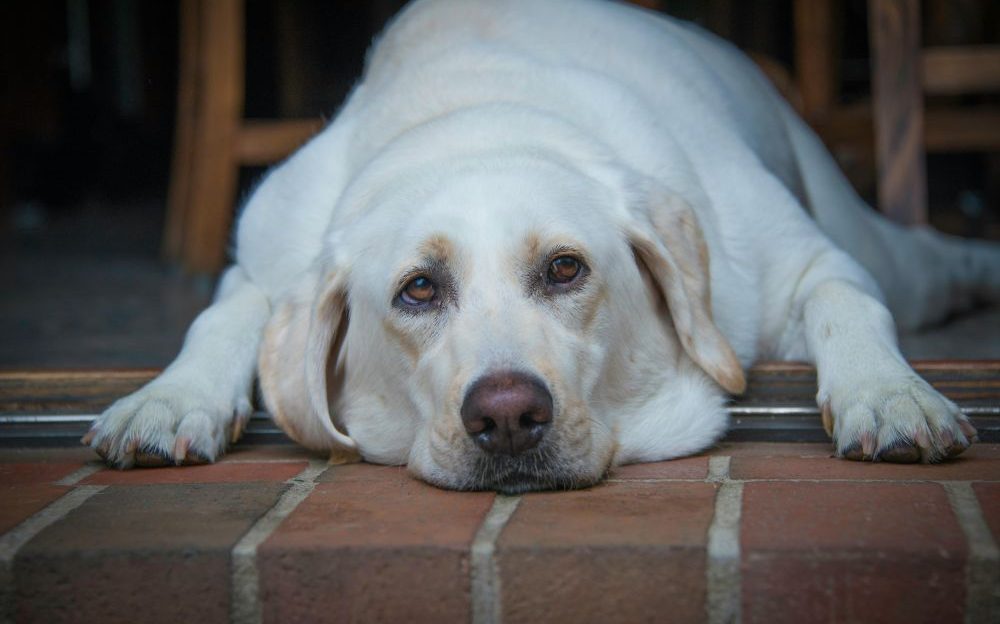 Obesidad en perros y gatos