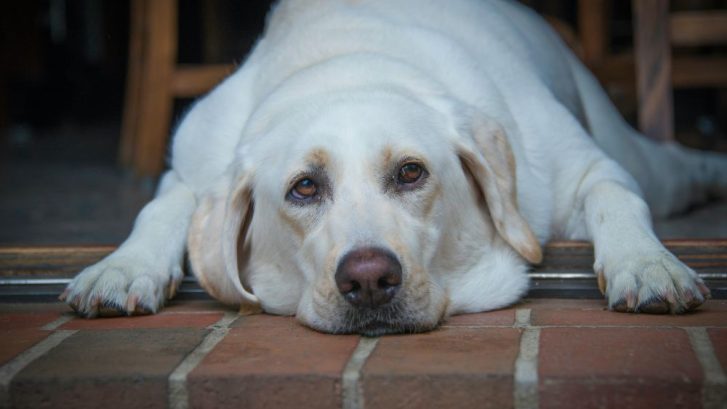 Obesidad en perros y gatos