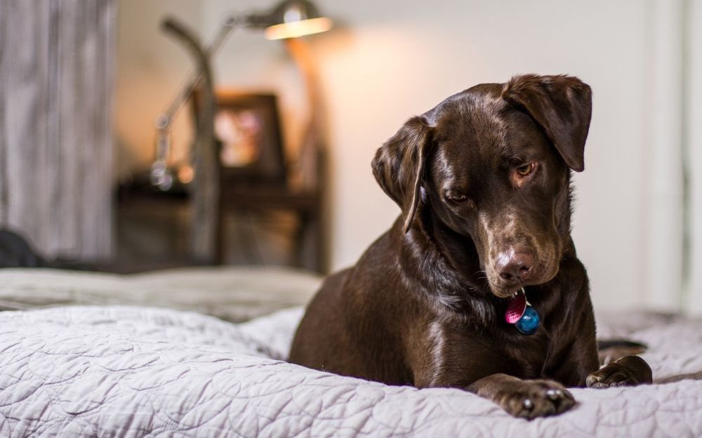por qué los perros dan vueltas antes de acostarse