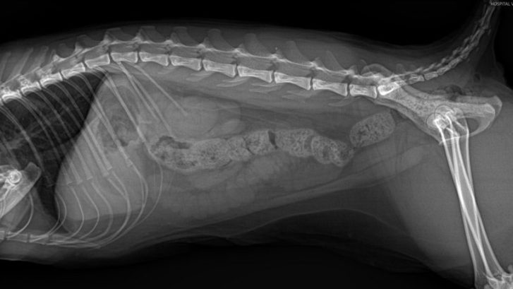 enterotomía para extracción cuerpo extraño lazo navideño