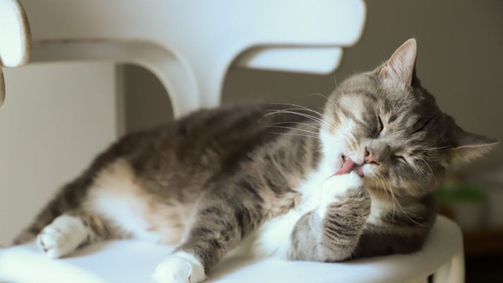 bolas de pelo en gatos