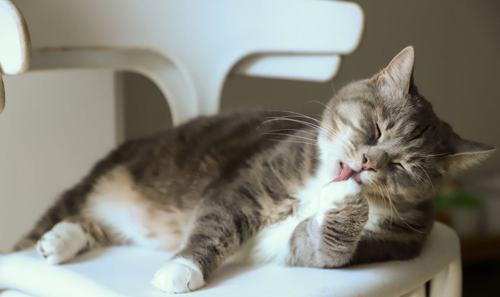 bolas de pelo en gatos