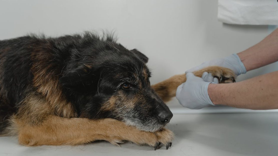 Leishmaniosis canina
