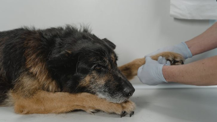 Leishmaniosis canina
