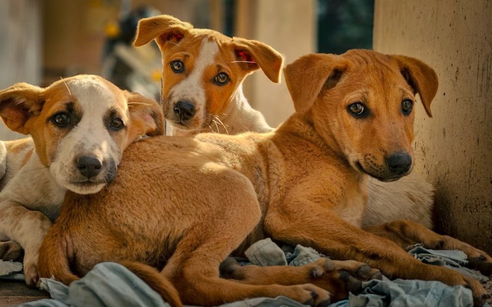 Memoria de perros y gatos
