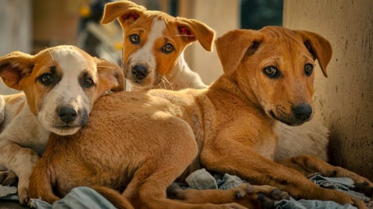 Memoria de perros y gatos