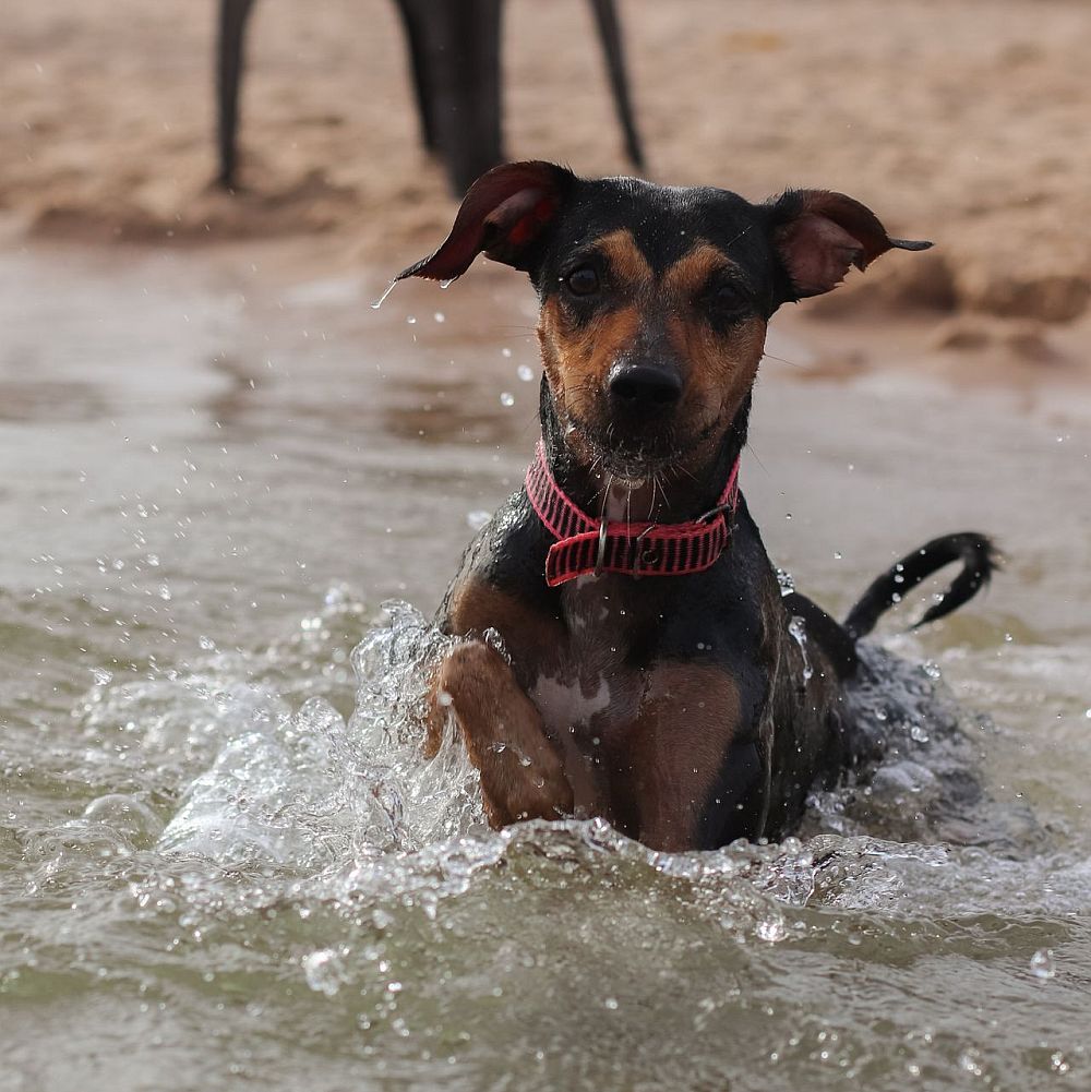 Playas para perros 2026