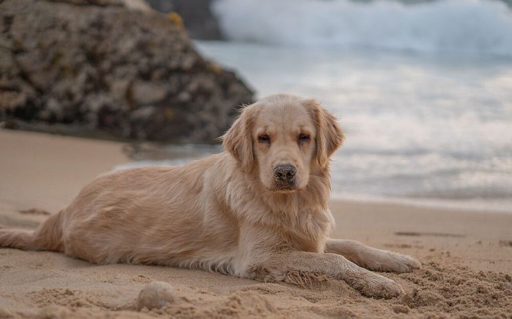 playas que admiten perros