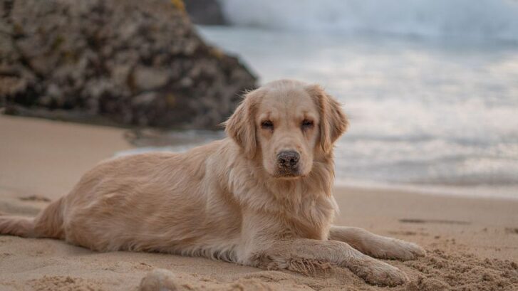 playas que admiten perros