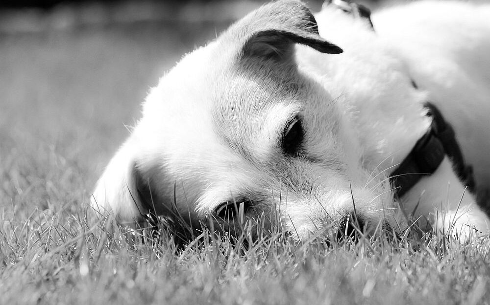 quemaduras solares en perros
