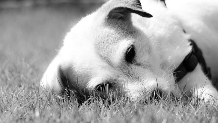 quemaduras solares en perros