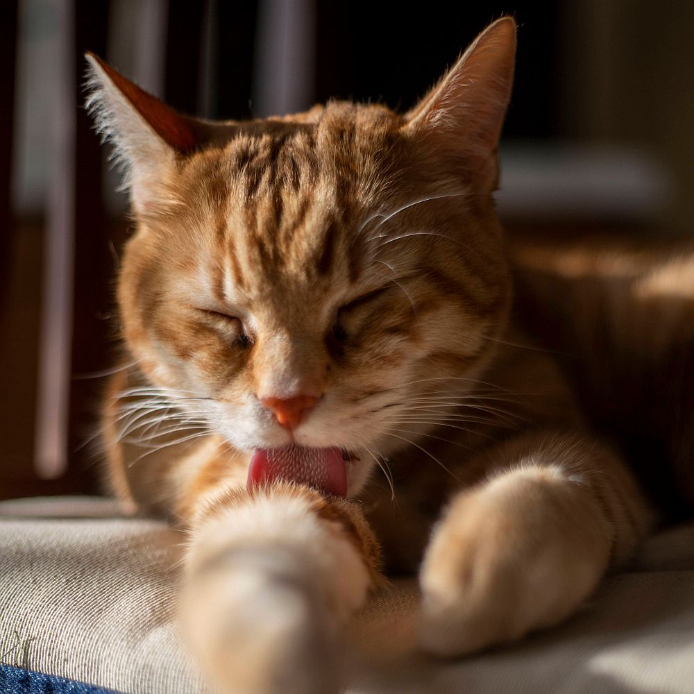 autolimpieza gato