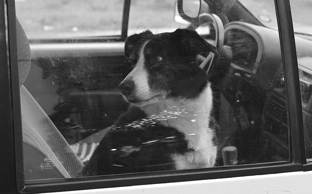 Perro solo en el coche