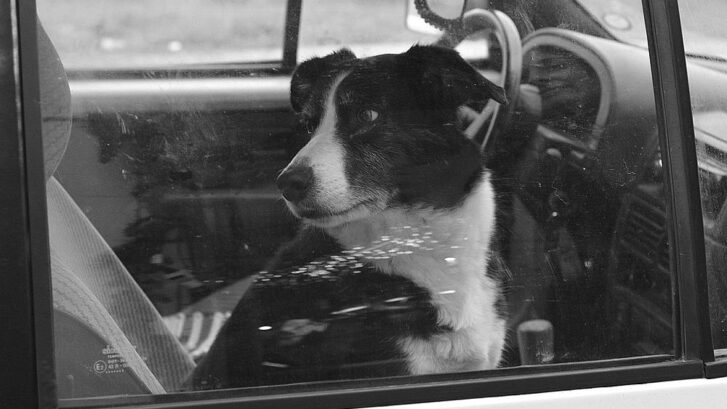 Perro solo en el coche