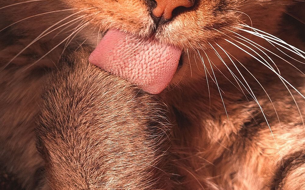 por que se lamen tanto los gatos