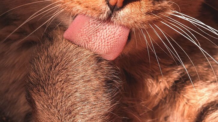 por que se lamen tanto los gatos