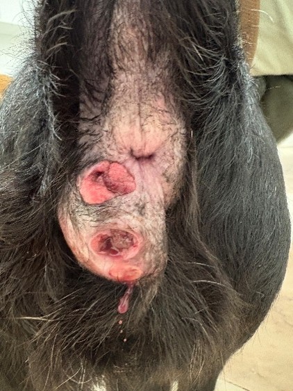 adenoma perianal