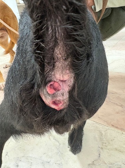 adenoma perianal