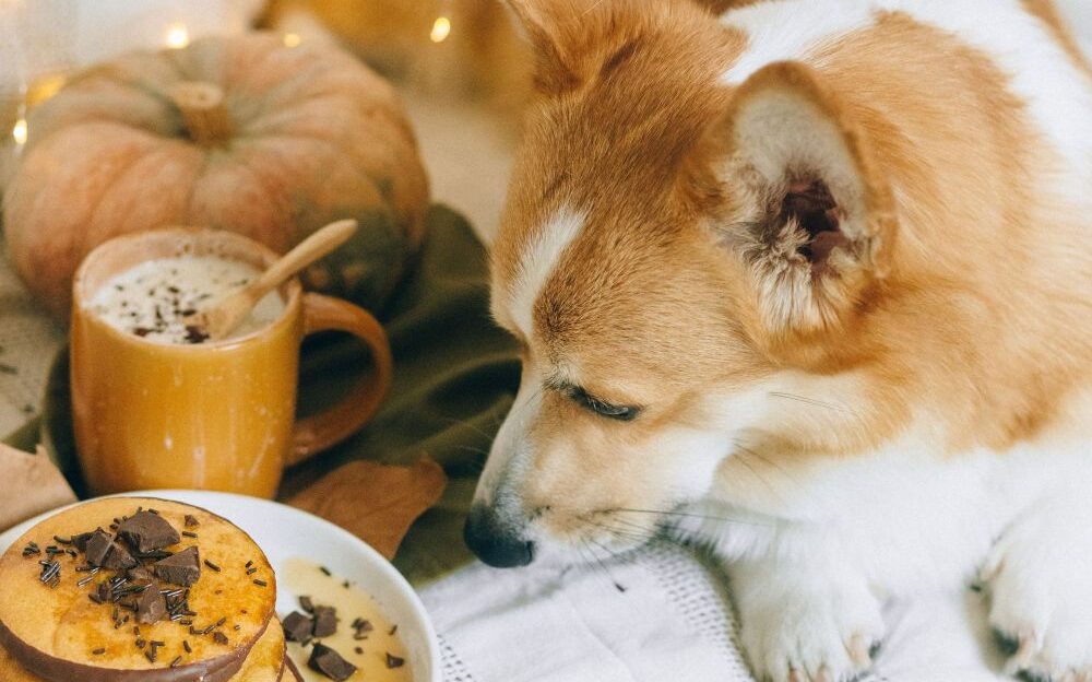 Alimentos tóxicos para tu perro