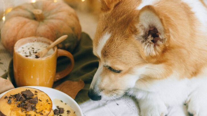 Alimentos tóxicos para tu perro