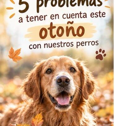 otoño con tu perro