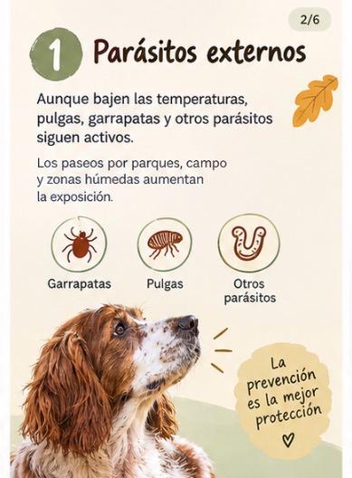 otoño con tu perro