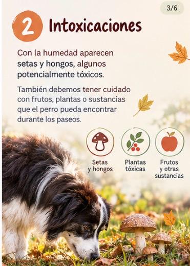 otoño con tu perro