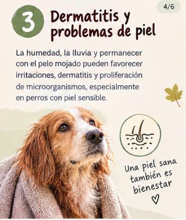 otoño con tu perro