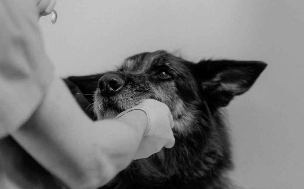 láser veterinario