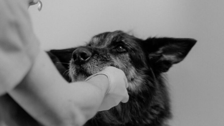 láser veterinario