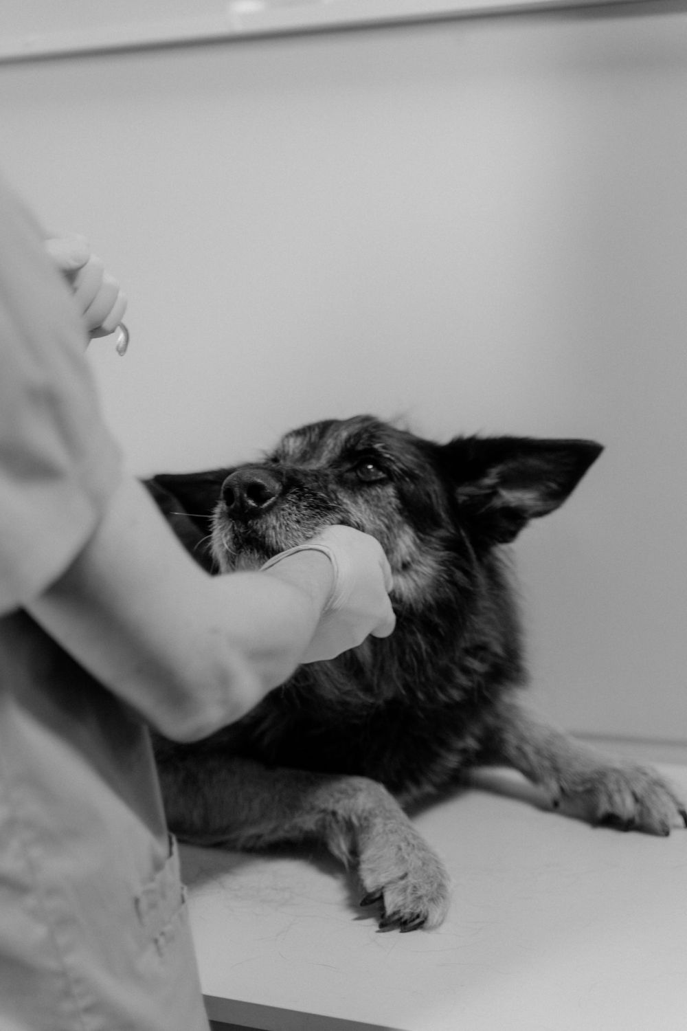 láser veterinario